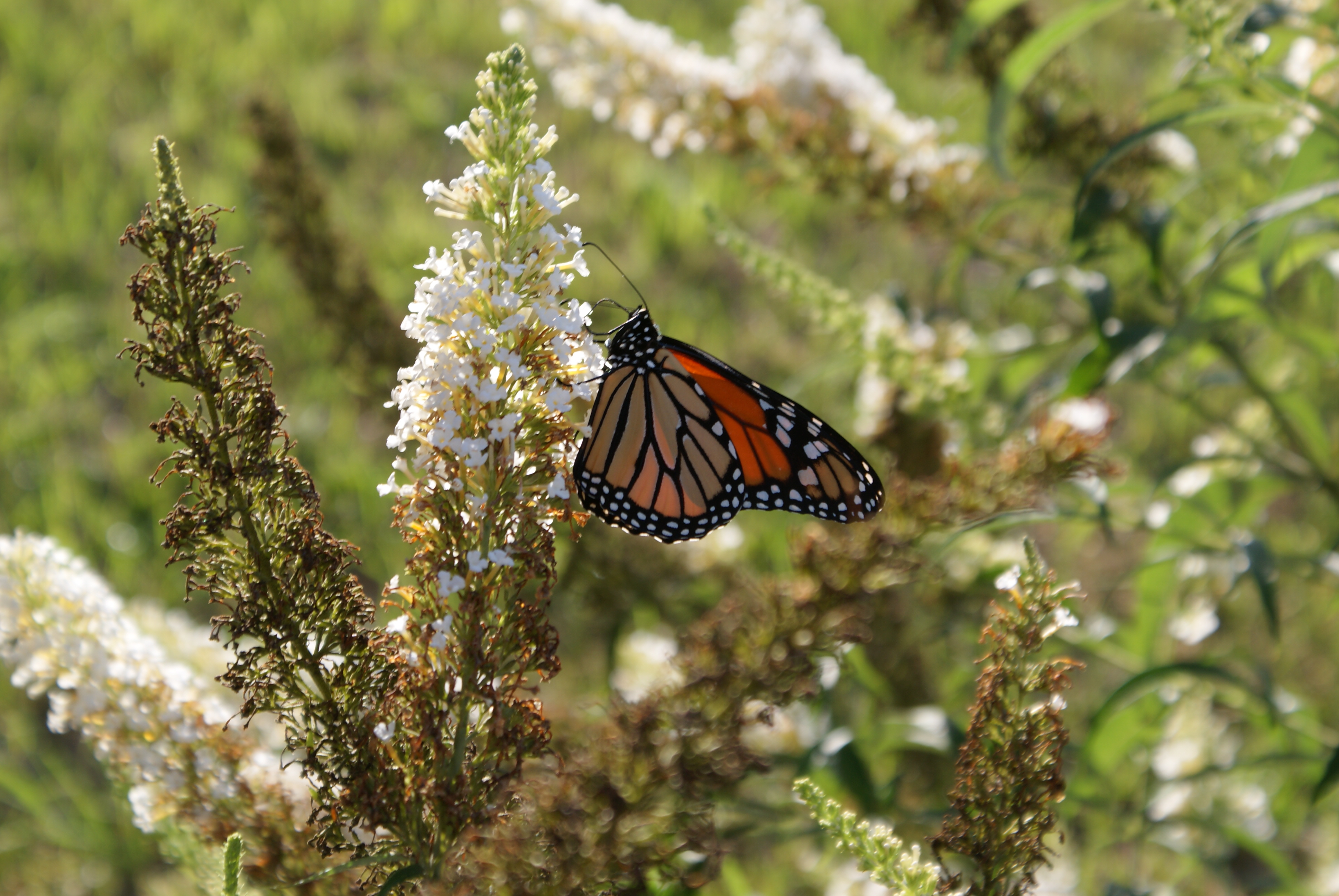Vacation Rental Photo