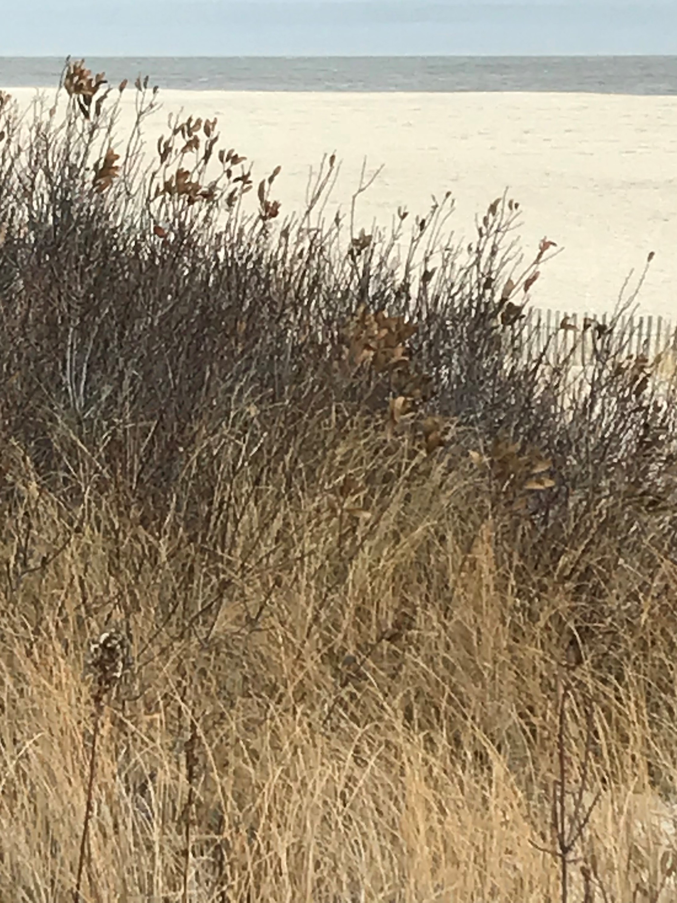 Vacation Rental Photo